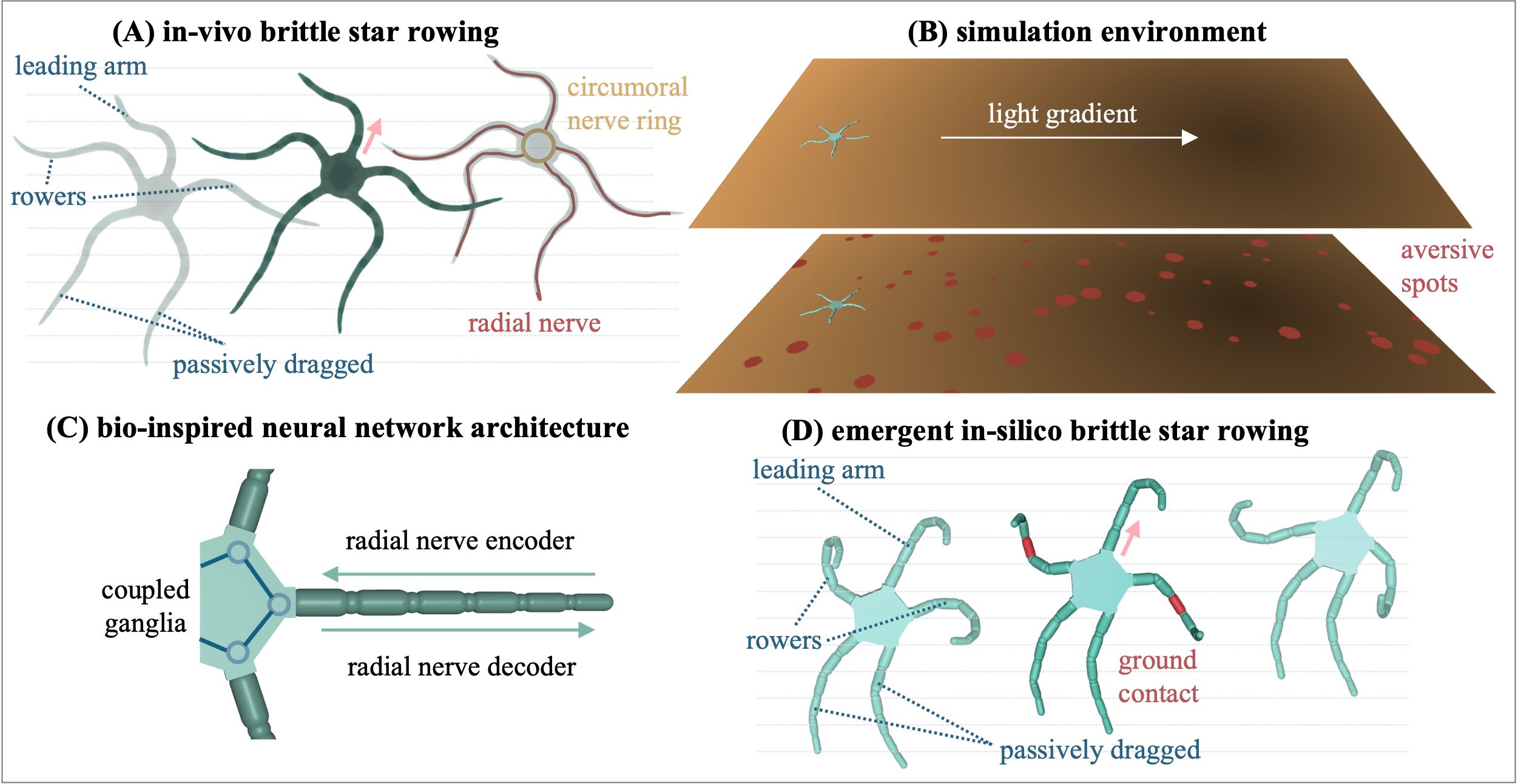 Brittle star simulation