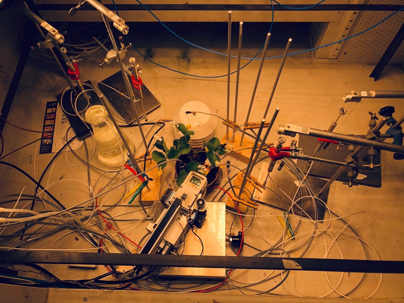 Strawberry plant with leaf thickness sensors